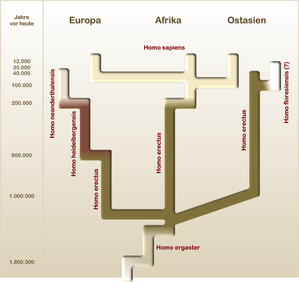 Menschen (Hominine) Evolutionsweg