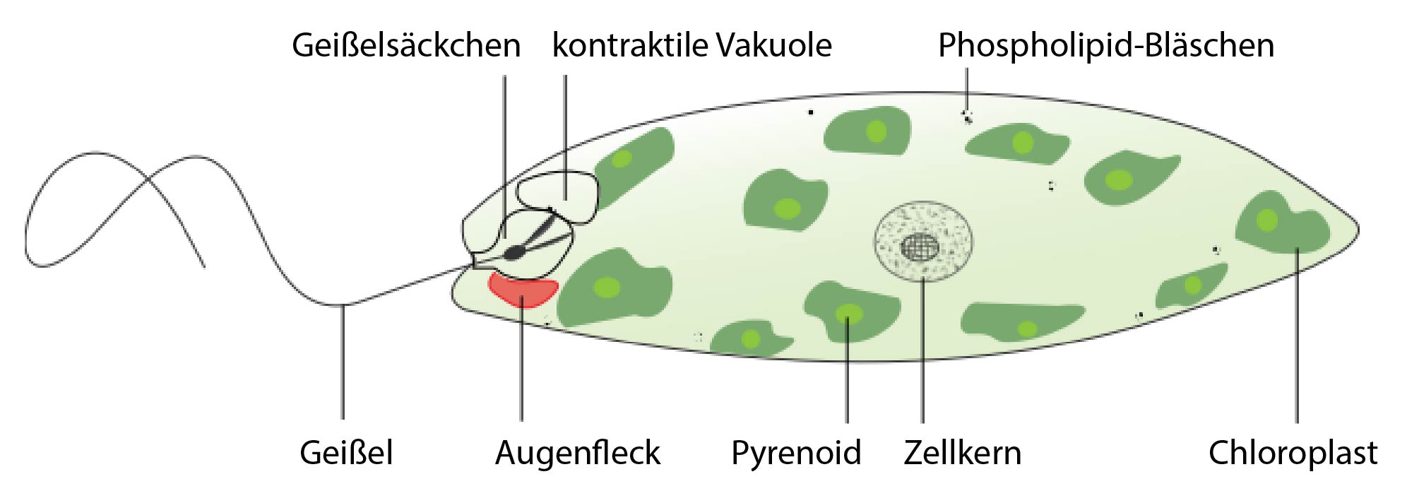 Euglena Pflanze Oder Tier Wie „funktioniert“ eigentlich Evolution? - Evolutionsweg